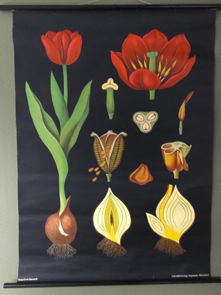 Oude schoolplaat schoolplaat “ de Tulp “, Antiek en Kunst, Antiek | Schoolplaten, Natuur en Biologie, Ophalen