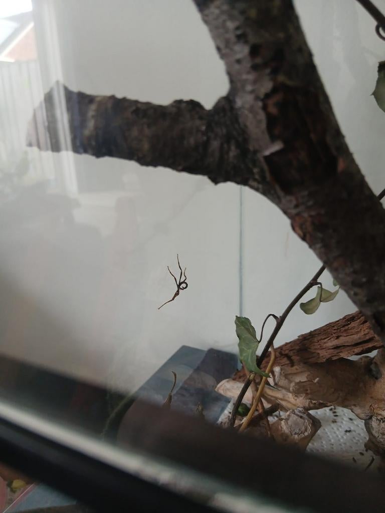 Australische flappentak nimfen, Dieren en Toebehoren, Wandelende tak