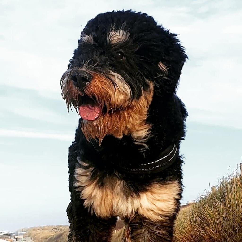 Bernedoodle dekreu, Reu, Eén hond, 3 tot 5 jaar, Nederland