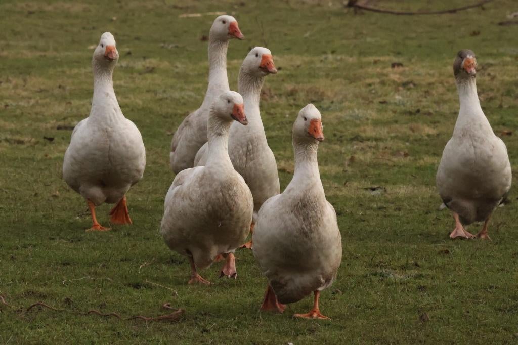 Ganzen, Dieren en Toebehoren, Pluimvee, Meerdere dieren, Gans of Zwaan