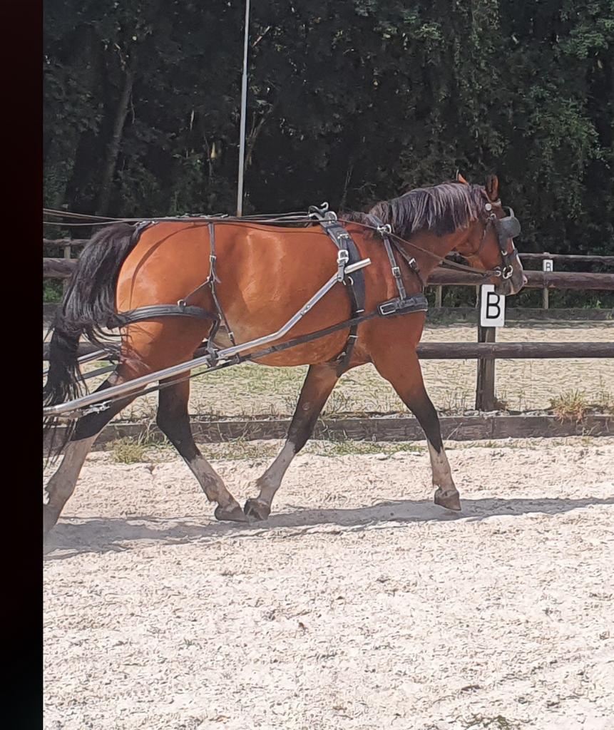 Mentuig maat full merk Kieffer, Dieren en Toebehoren, Paarden en Pony's | Hoofdstellen en Tuigage, Ophalen of Verzenden, Gebruikt