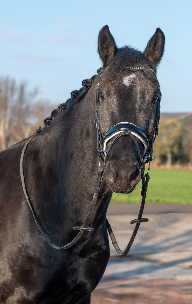 Getalenteerde 4 jarige ruin (van Glock's Toto JR), Dieren en Toebehoren, Paarden, Met stamboom, Ruin, Dressuurpaard, 3 tot 6 jaar