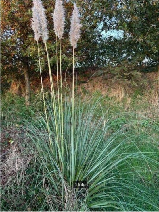 pampas gras, Tuin en Terras, Ophalen, Vaste plant, Siergrassen, Halfschaduw