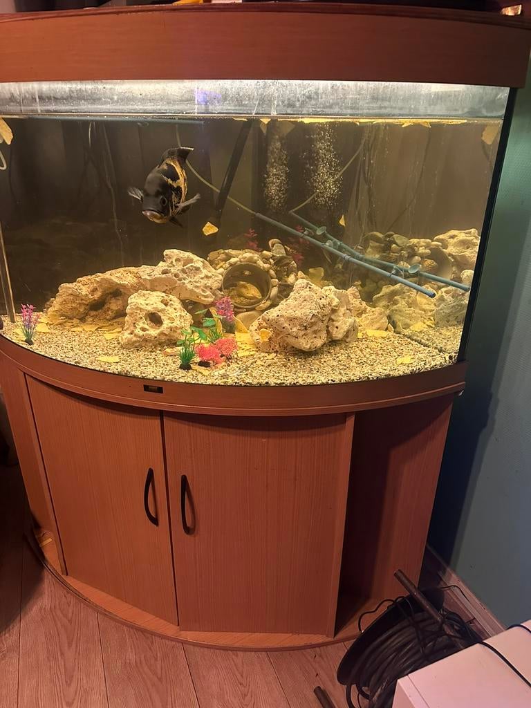 Juwel hoek aquarium inclusief 3 vissen, Dieren en Toebehoren, Vissen | Aquaria en Toebehoren, Ophalen of Verzenden, Zo goed als nieuw