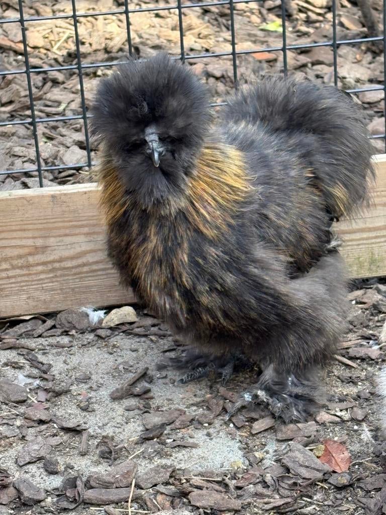 Gratis op te halen: USA zijdehoen haan, Dieren en Toebehoren, Pluimvee, Mannelijk, Kip