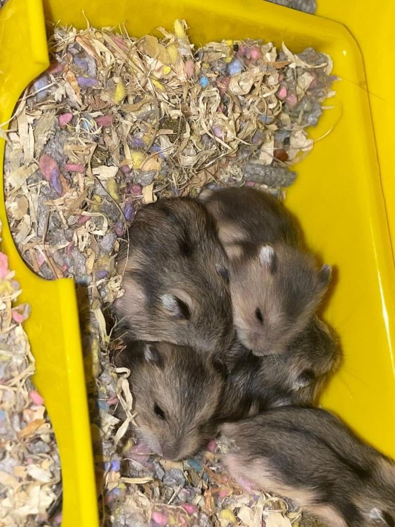 te koop jonge hamsters, Hamster, Februari, Meerdere dieren, Tam