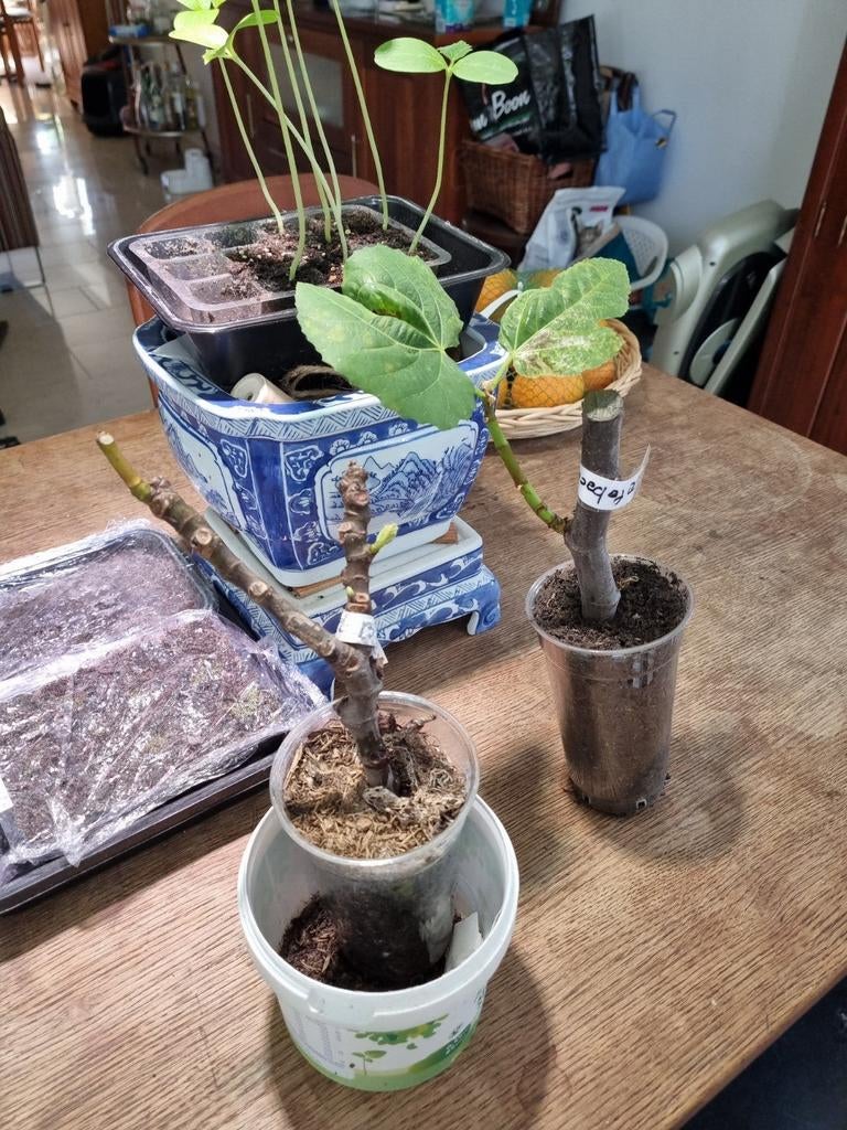 Vijgen boom  carabasita, Tuin en Terras, Planten | Fruitbomen, Ophalen of Verzenden, Minder dan 100 cm, In pot, Vijgenboom