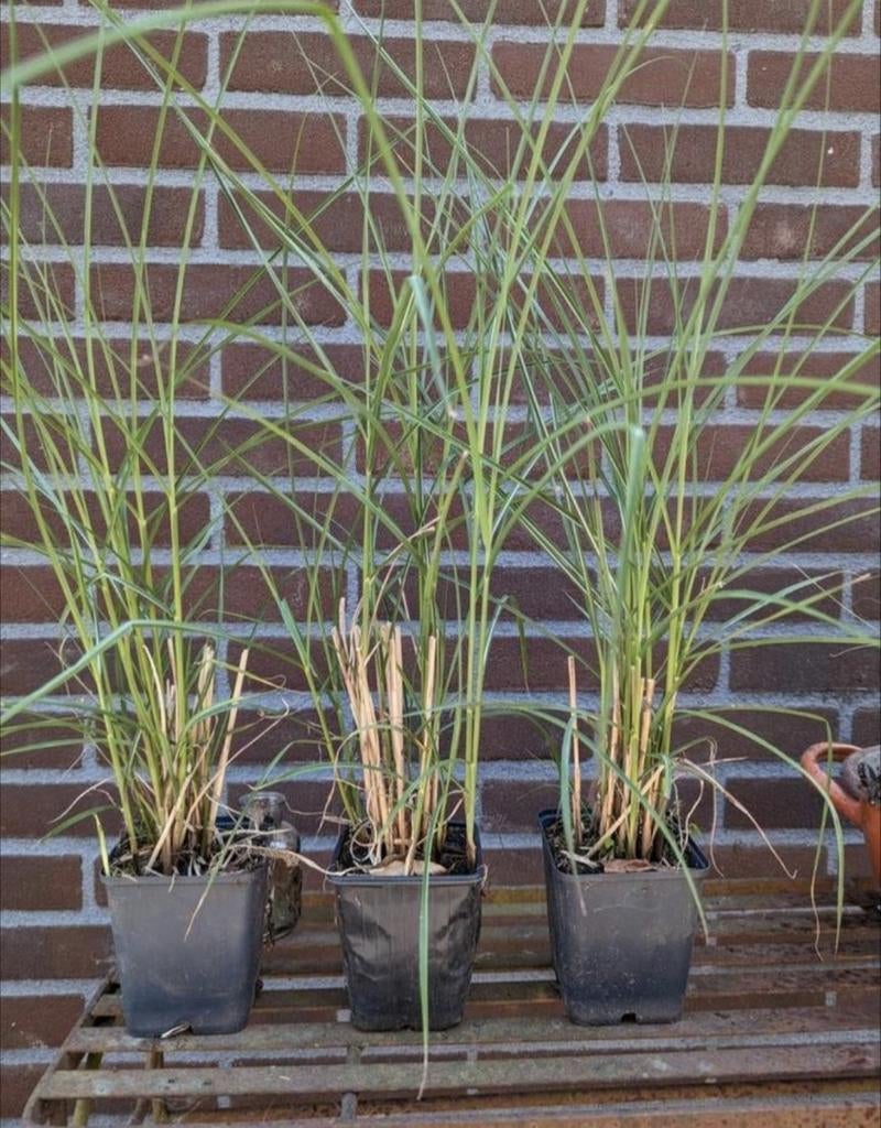Miscanthus sinensis Adagio prachtriet siergras, Tuin en Terras, Planten | Tuinplanten, Ophalen, Volle zon, Vaste plant, Siergrassen