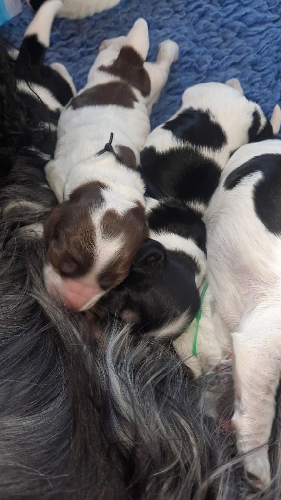 Engelse cocker spaniel pups, Dieren en Toebehoren, Honden | Retrievers, Spaniëls en Waterhonden, België, Particulier, 8 tot 15 weken