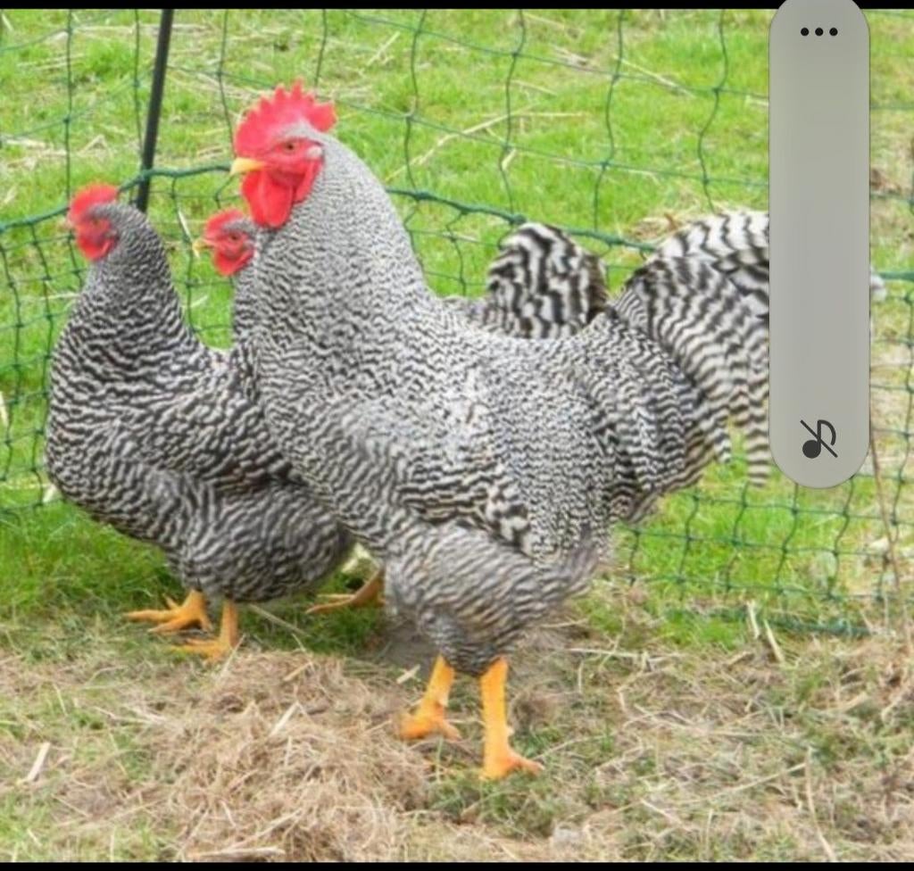 Broedeieren Amrock grote kippen, Dieren en Toebehoren, Geslacht onbekend, Kip