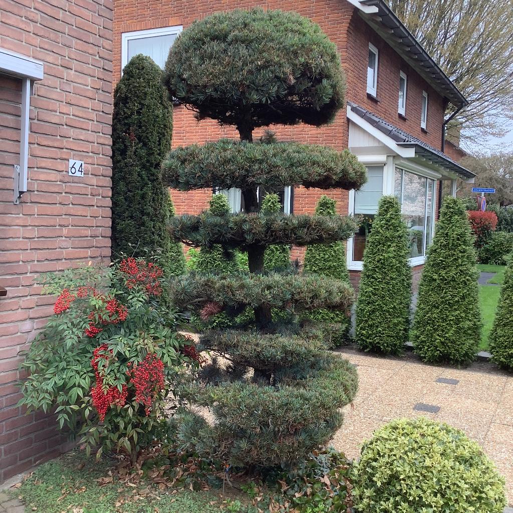 Picea parviflora etage boom, Volle zon, Bloeit niet, 100 tot 250 cm, Overige soorten