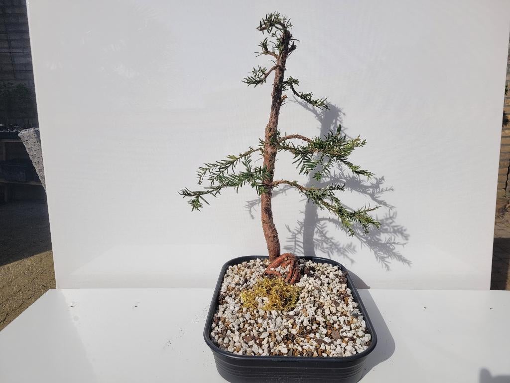 (Pre) bonsai Taxus Baccata, In pot, Bloeit niet, Halfschaduw, Minder dan 100 cm