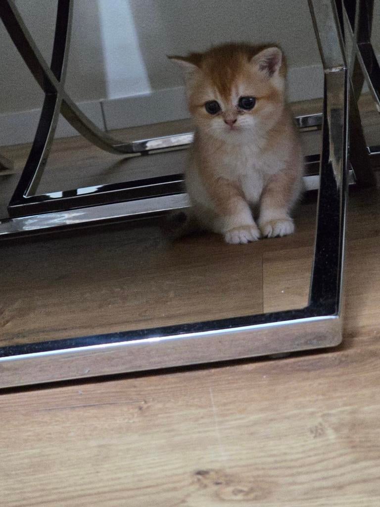 Britse korthaar kitten black golden shadet, Poes