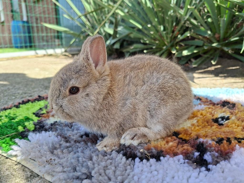 kleurdwerg, Dieren en Toebehoren, Vrouwelijk, Dwerg, 0 tot 2 jaar