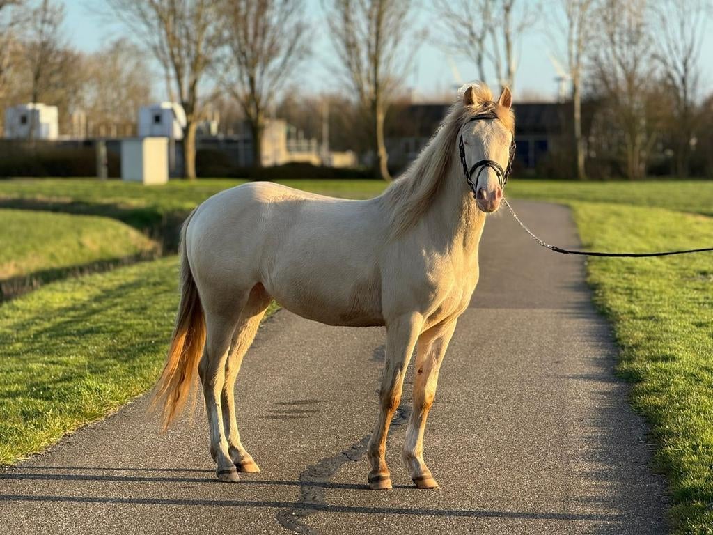 Twee toppony's te koop, Dieren en Toebehoren, Paarden, Merrie, B, 3 tot 6 jaar