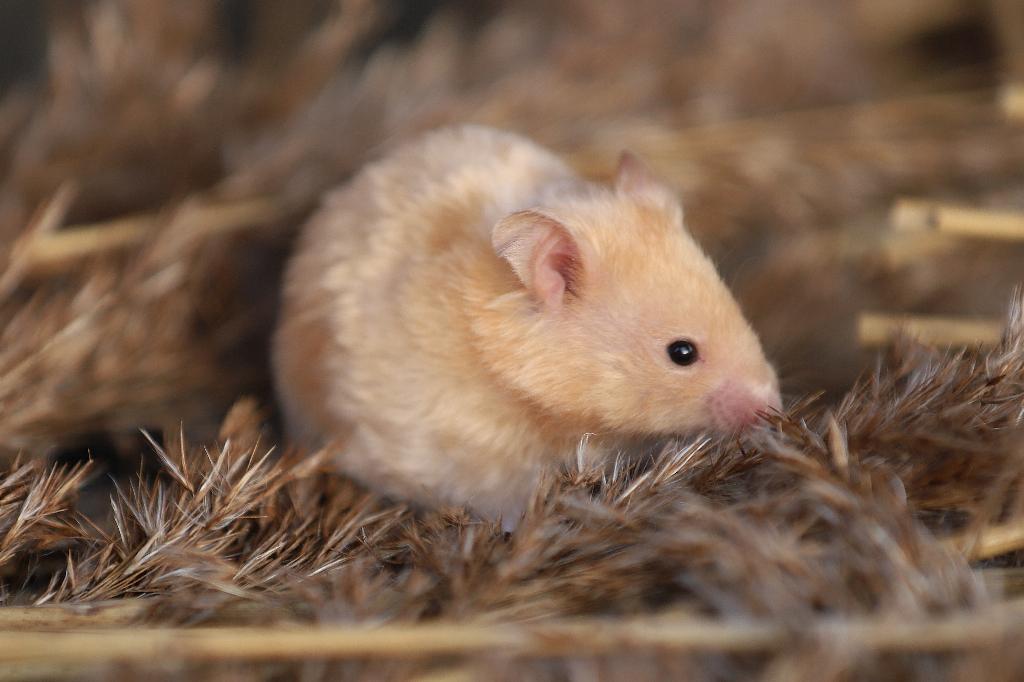 Prachtige tamme goudhamsters, Hamster, Februari, Meerdere dieren, Tam