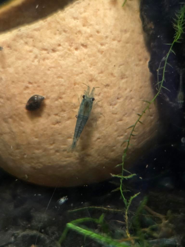 Blue Jelly Neocaridina Garnalen, Dieren en Toebehoren, Kreeft, Krab of Garnaal, Zoetwatervis, Schoolvis