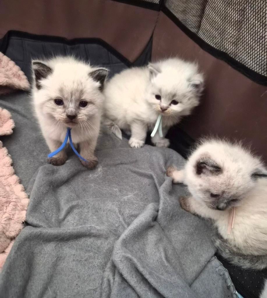 Mooie ragdoll kittens, Dieren en Toebehoren, Meerdere dieren
