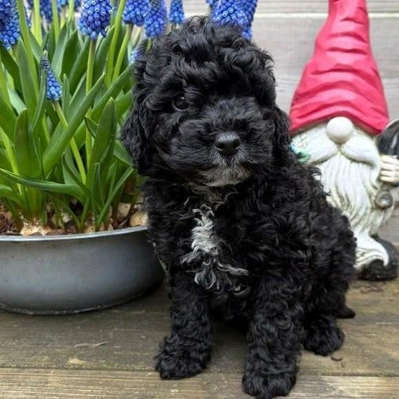 🩷 Labradoodle pup teefje kleine medium 🩷, Overige rassen, 8 tot 15 weken, Teef, Eén hond