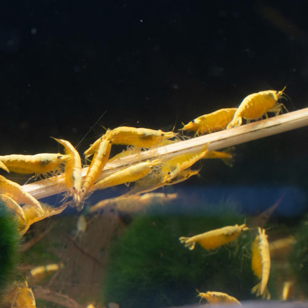 Golden Top Neocaridina Geel Garnaal, Dieren en Toebehoren, Kreeft, Krab of Garnaal