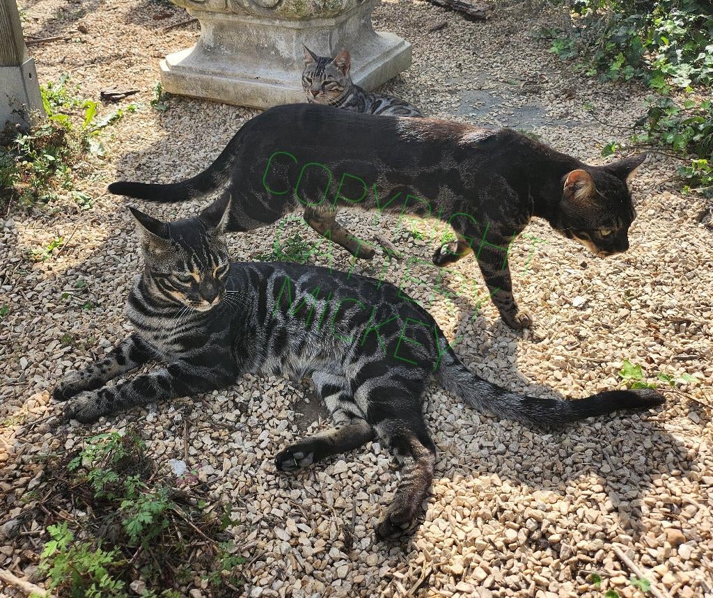 Dekkaters SBT Bengaal met stamboom, Dieren en Toebehoren, Kater, Met stamboom, 0 tot 2 jaar