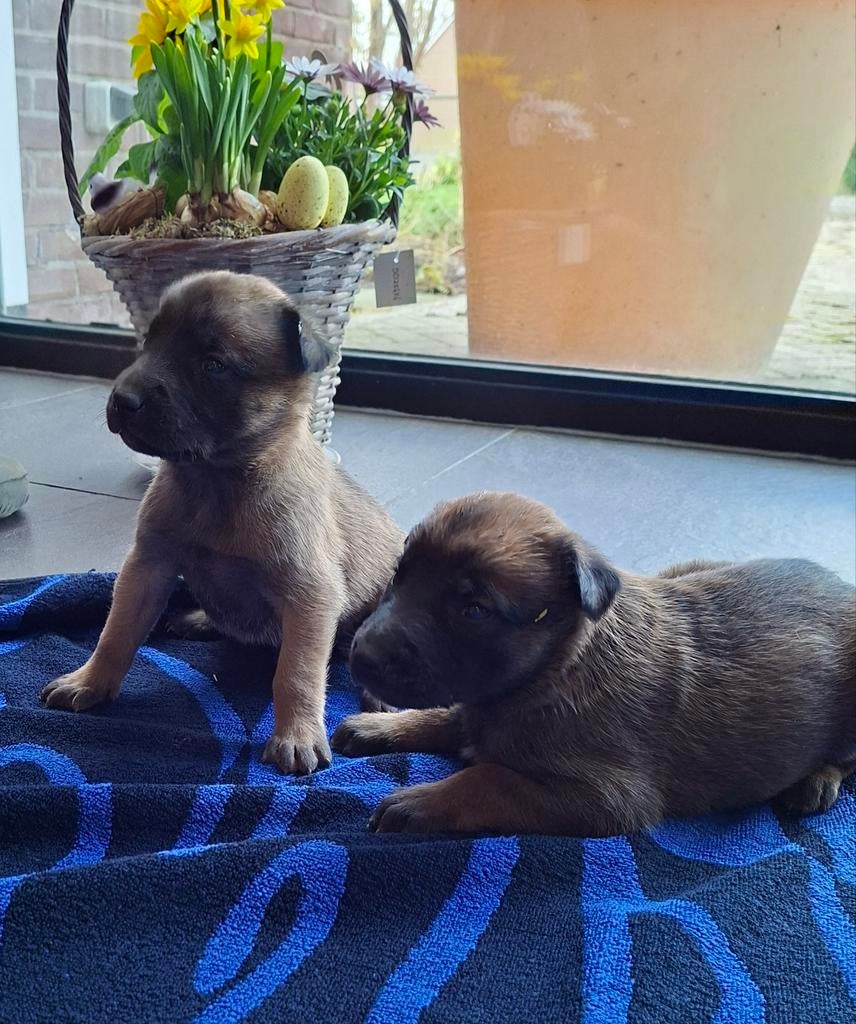 Hollandse herder pups, Dieren en Toebehoren, Honden | Herdershonden en Veedrijvers, Parvo, 8 tot 15 weken, Teef, Meerdere