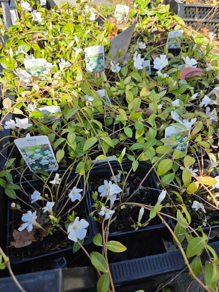 Vinca minor alba, maagdenpalm p9, Ophalen