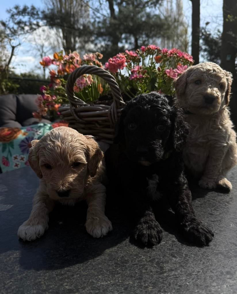 Prachtige medium Cobberdog/ Australian Labradoodle pups, Parvo, Overige rassen, 8 tot 15 weken, Meerdere