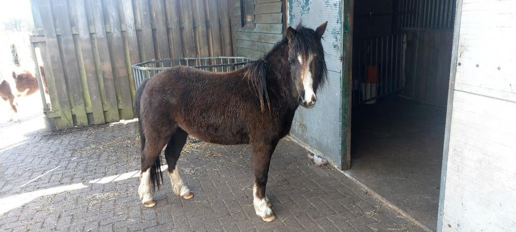Welsh A pony, merrie 2020, Dieren en Toebehoren, Merrie, A pony (tot 1.17m), 3 tot 6 jaar, Met stamboom