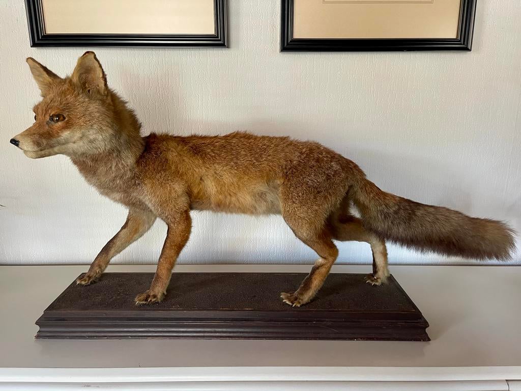 Mooi natuurgetrouw opgezette vos, Ophalen, Zo goed als nieuw, Wild dier, Opgezet dier