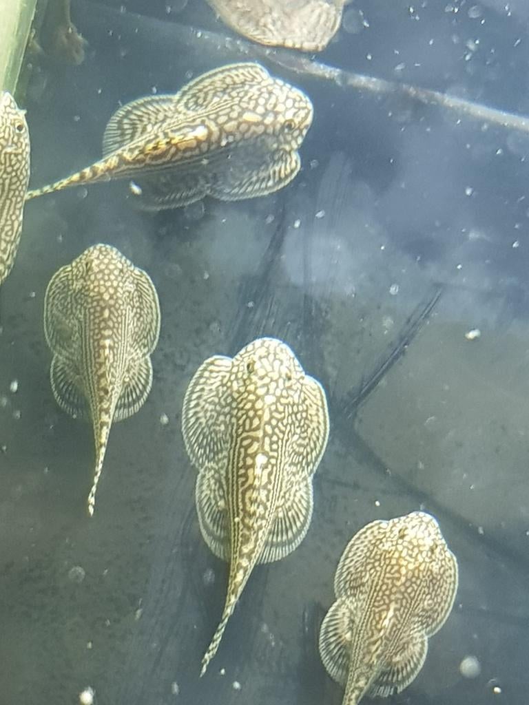 Hobbyaquarium  Sewellia Lineolata/ Tijger Gastromyson, Vis, Zoetwatervis, Schoolvis