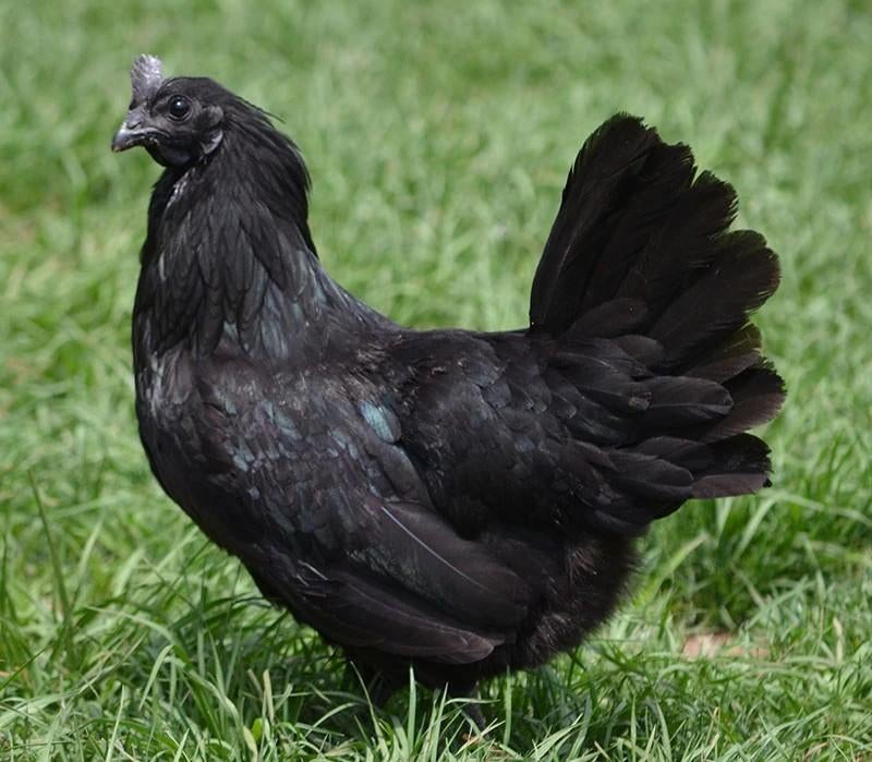 Ayam Cemani hen, Dieren en Toebehoren, Pluimvee, Vrouwelijk, Kip