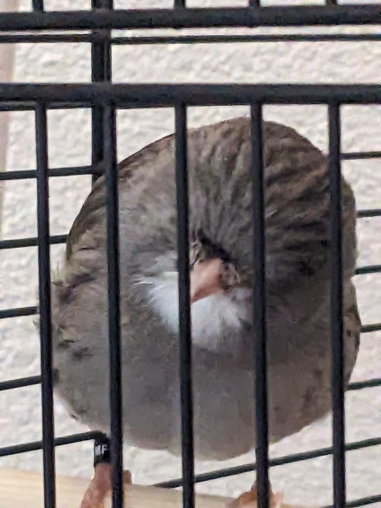 gloster man 2025 zingt hele dag, Dieren en Toebehoren, Mannelijk, Wildzangvogel, Geringd