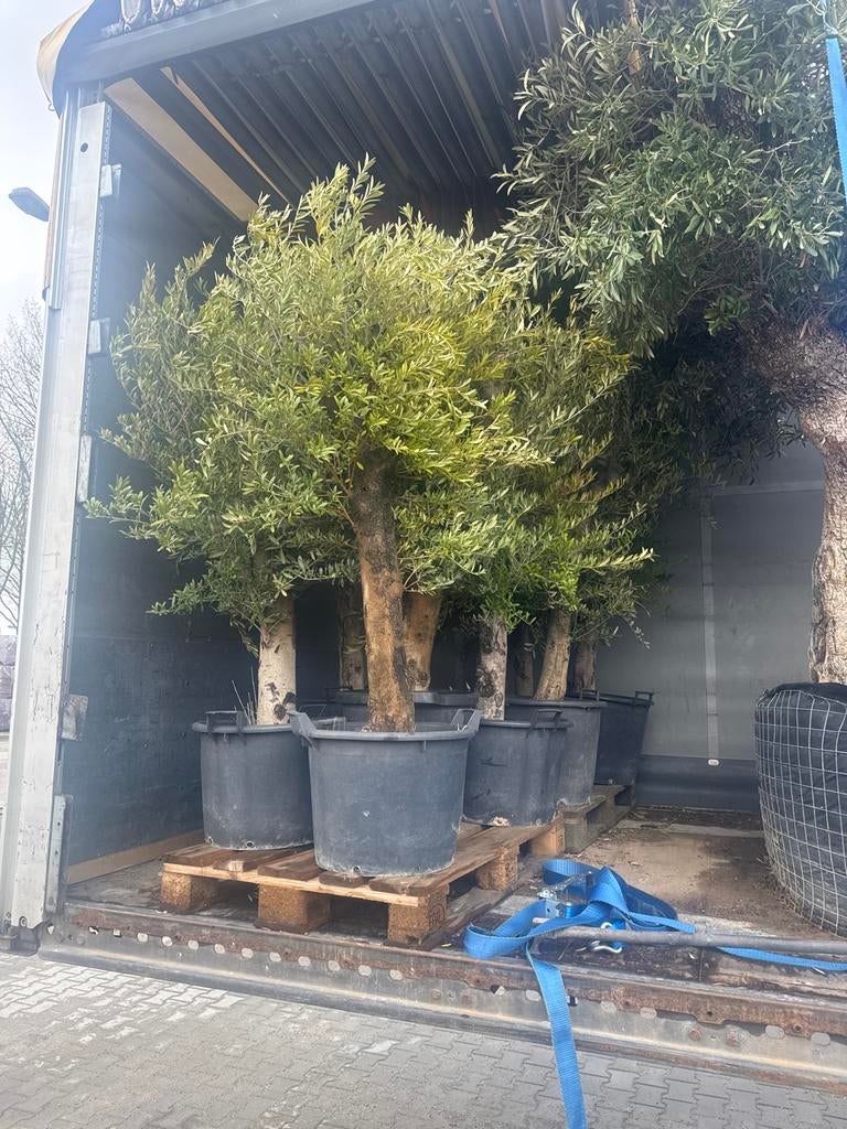 Prachtige Olijfbomen in Diverse Maten - Direct Leverbaar, Lente, Olijfboom, 250 tot 400 cm, Ophalen