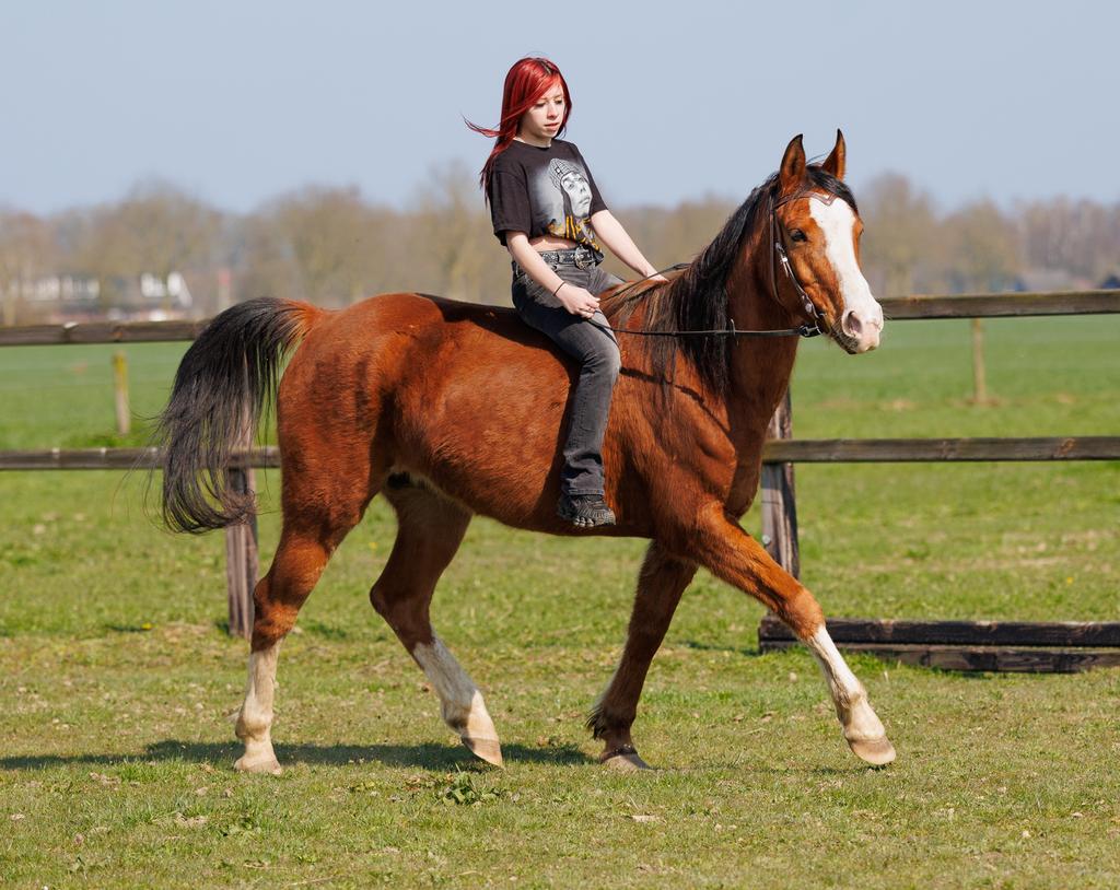 Diverse gave en vooral brave lieve paarden te koop!, Dieren en Toebehoren, Paarden, 175 cm of meer, Met stamboom, Ruin, Zadelmak