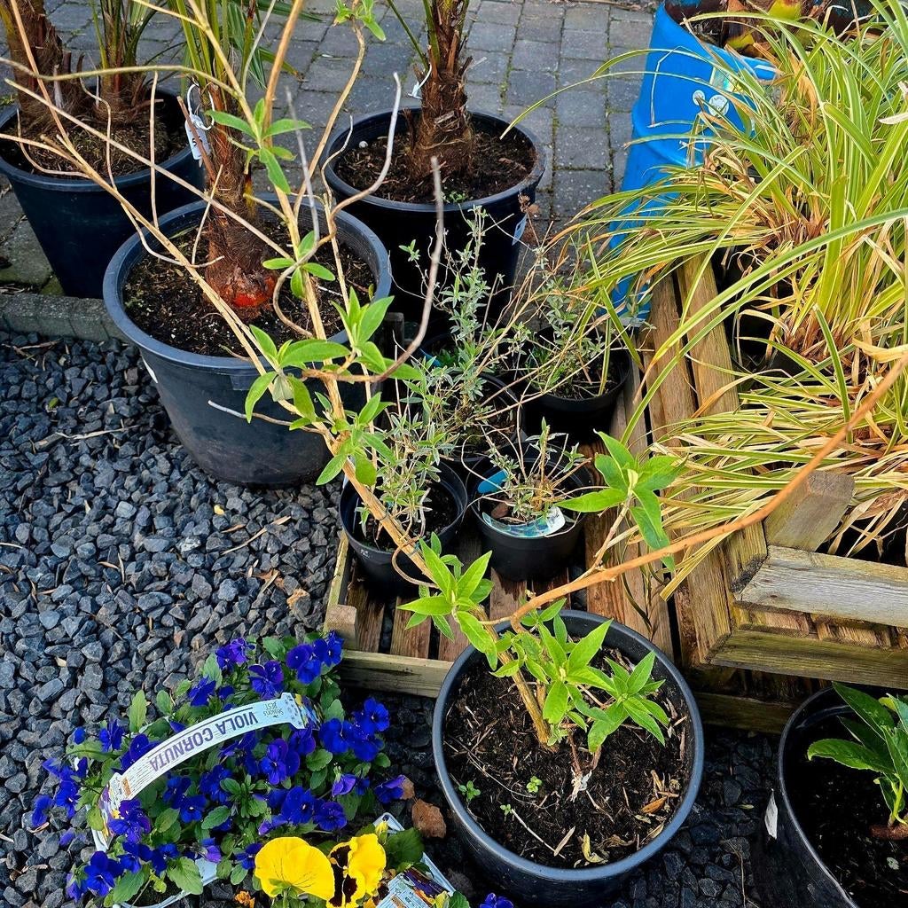 Laatste Kans: Vlinderstruiken voor een prikkie!, Tuin en Terras, Planten | Tuinplanten, Ophalen, Overige soorten, Volle zon