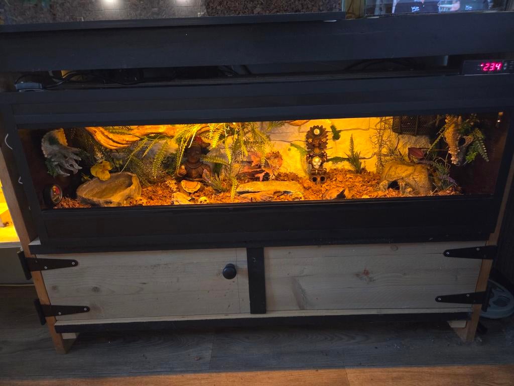 Super gaaf ingericht betonplex terrarium, Ophalen, Zo goed als nieuw, Terrarium of Paludarium