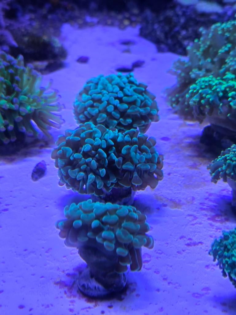 Groene hamertjes, Dieren en Toebehoren, Ophalen, ., Overige typen, Nieuw