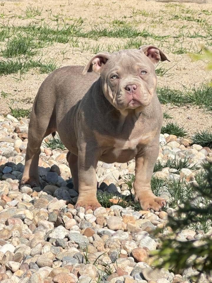 American Bully Pocket pup, Particulier, Overige rassen, 8 tot 15 weken, Buitenland