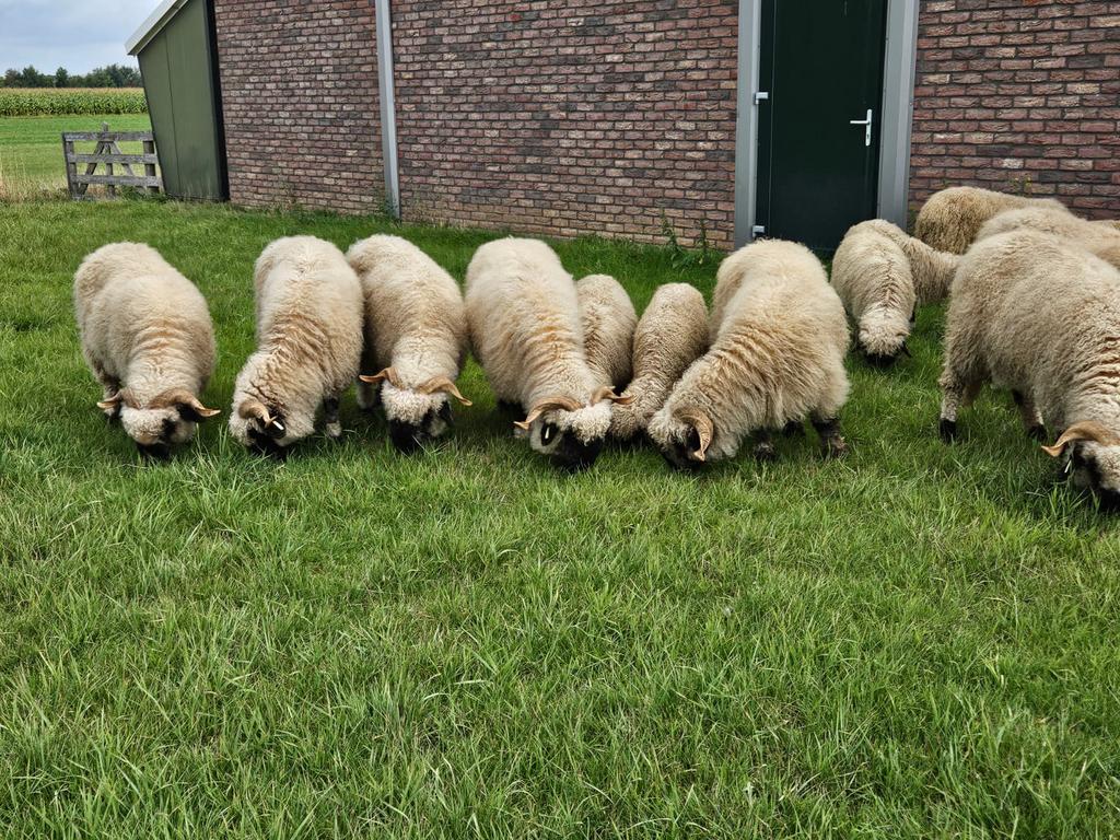 Walliser Schwarznase te koop, Dieren en Toebehoren, Schapen, Geiten en Varkens, Vrouwelijk, Schaap
