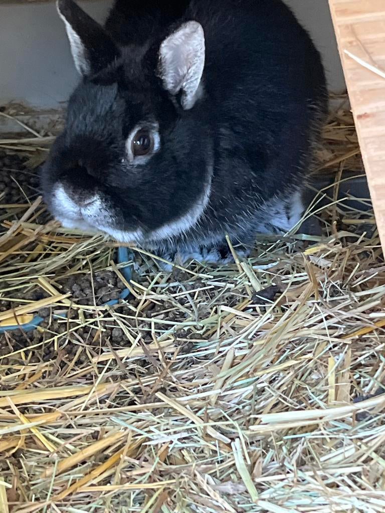 Een konijn met een hok, Mannelijk, Dwerg