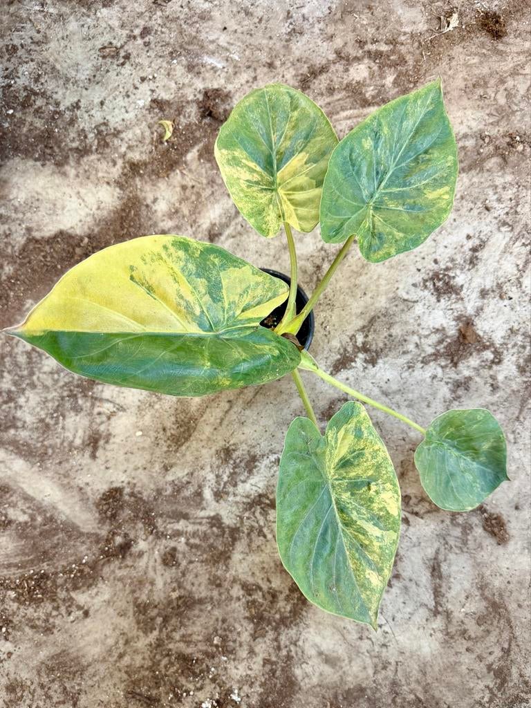 Alocasia Wentii Aurea, Huis en Inrichting, Kamerplanten, Ophalen of Verzenden
