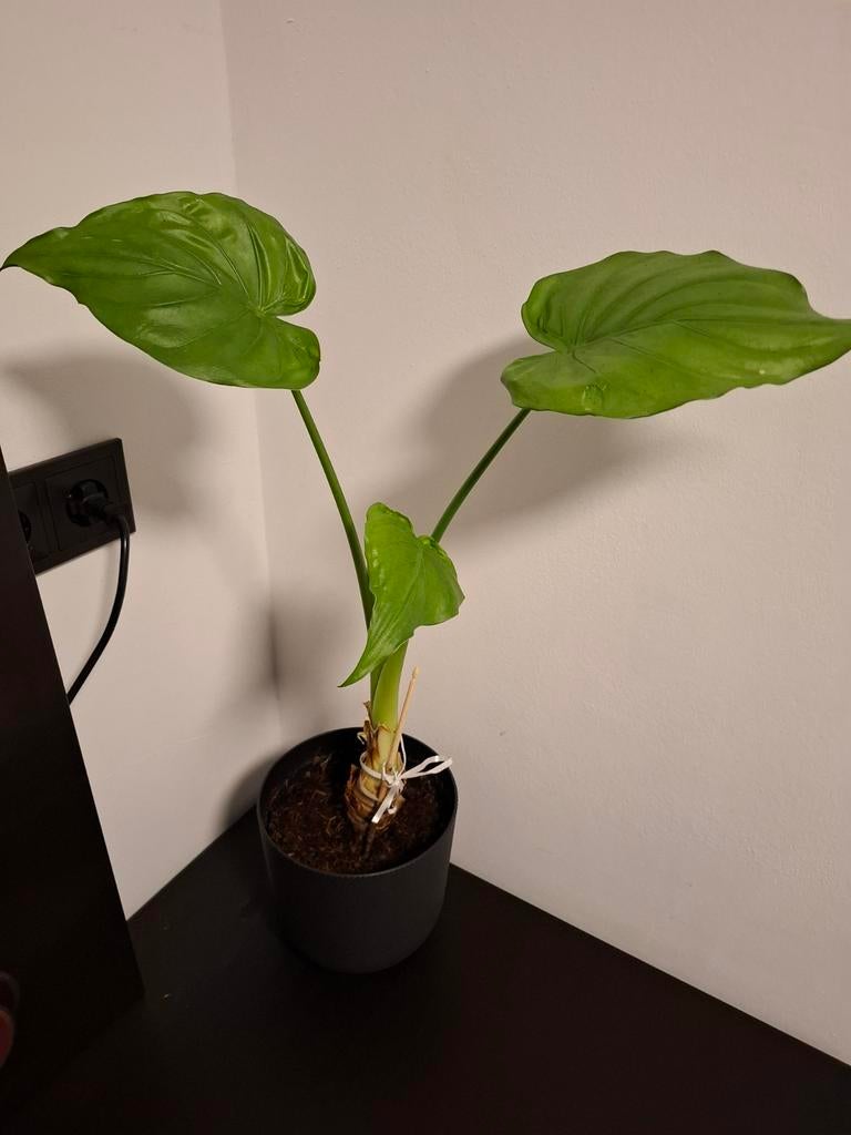 Kamerplant  'Olifantsoor', Ophalen, Vetplant, Halfschaduw, In pot