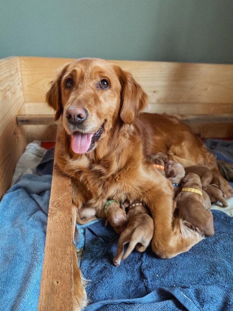 Donkere Golden retriever puppy's, Dieren en Toebehoren, Honden | Retrievers, Spaniëls en Waterhonden, 8 tot 15 weken, Meerdere