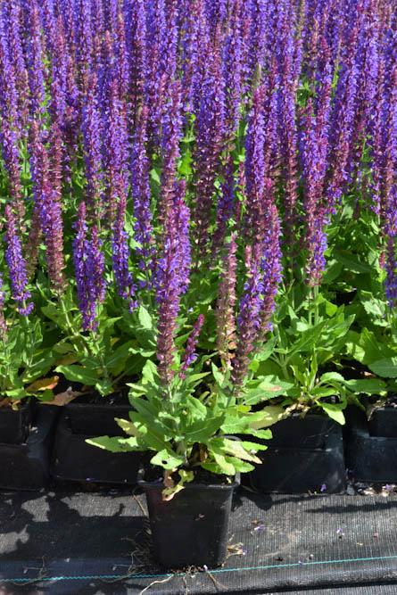 Salvia nemorosa 'Ostfriesland' / Salie P9 pot, Ophalen of Verzenden, Vaste plant, Overige soorten, Volle zon