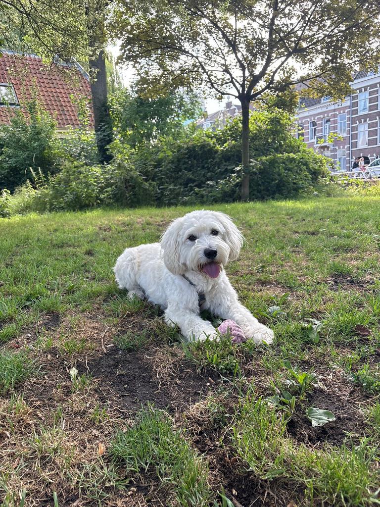 Doodle zoekt co ouderschap, Dieren en Toebehoren, Honden | Niet-rashonden, Reu, Parvo, Eén hond, Nederland
