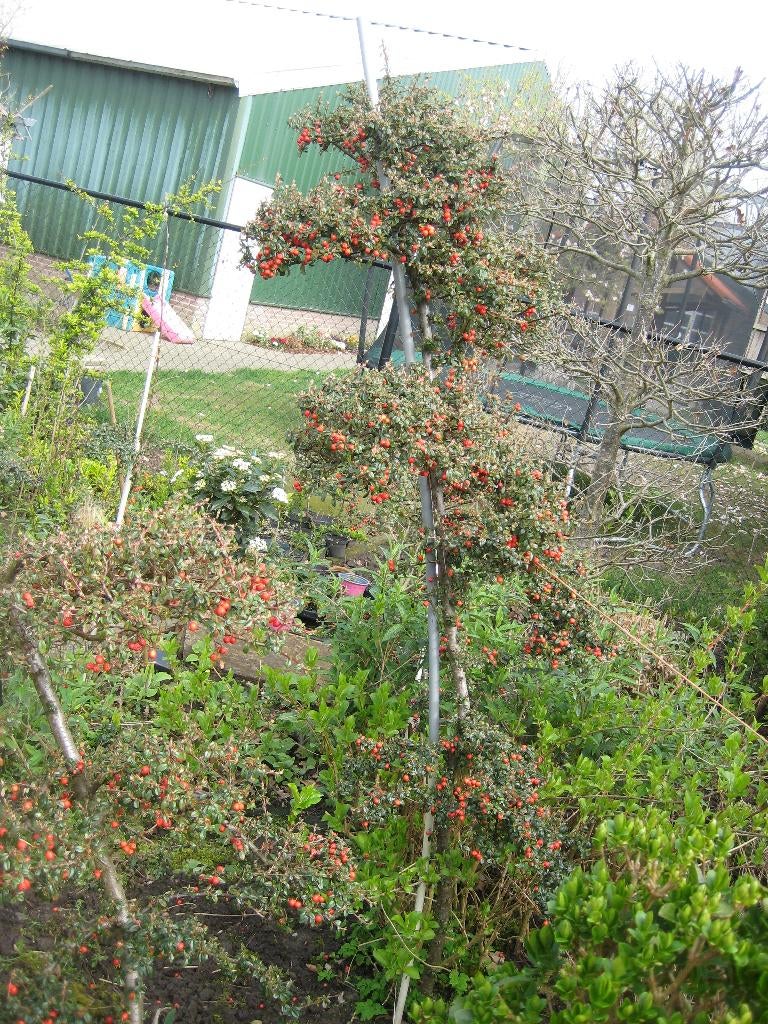bonsai, Bloeit niet, Halfschaduw, 100 tot 250 cm, Ophalen
