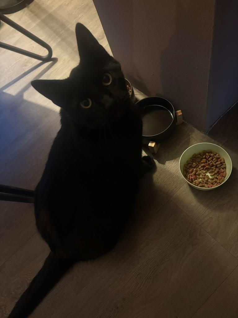 Prachtige zwarte kater verdient een liefdevol nieuw begin, Dieren en Toebehoren, Katten en Kittens | Overige Katten, Kater