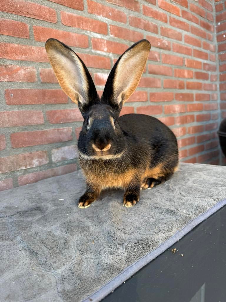 Duitse reuzen ram, Dieren en Toebehoren, Konijnen, Mannelijk, Groot, 0 tot 2 jaar