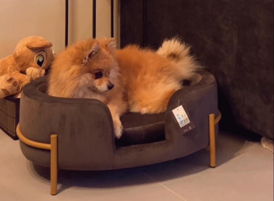Dog sofa olivia grey - Velvet grijze hondenmand gouden poten, Dieren en Toebehoren, Hondenmanden, Nieuw, Stof, Ophalen of Verzenden